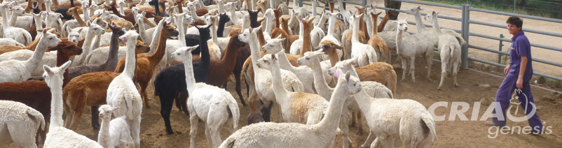 Jane Vaughan Portrait